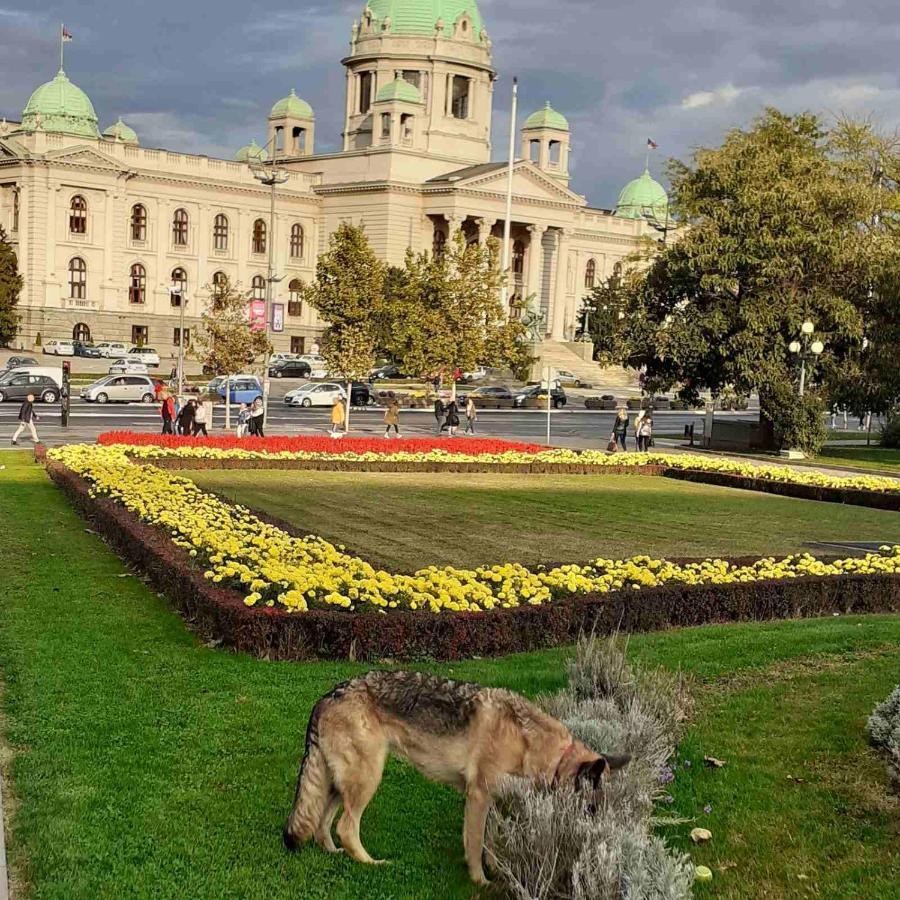 Studio Krunska 6 Belgrad Exteriör bild